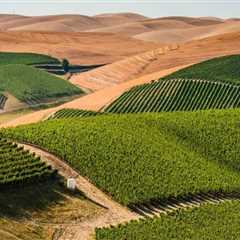 The Rise and Evolution of the Wine Industry in Southwest Washington