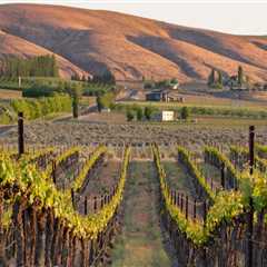 Exploring the Unique Characteristics of Southwest Washington's Wine Industry