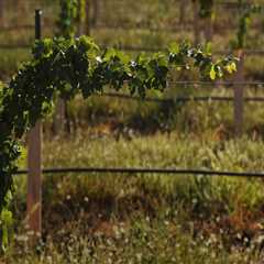 The Challenges of the Wine Industry in Southwest Washington