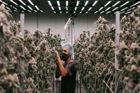 The Growing Potency of Cannabis in Southwest Washington