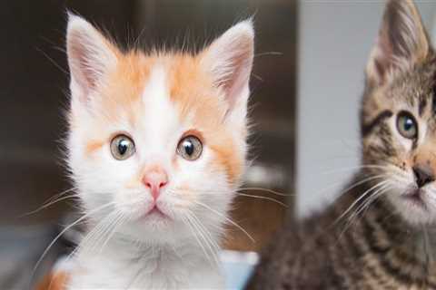 The Impact of Length of Stay on Animal Shelters in Southeast SC