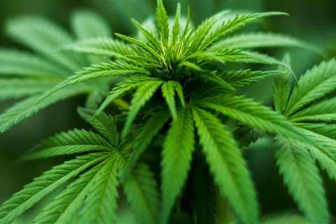 The Ins and Outs of Cannabis Sales Tax in Southwest Washington