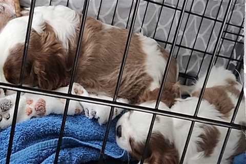 The Importance of Spaying and Neutering at Animal Shelters in Southeast SC