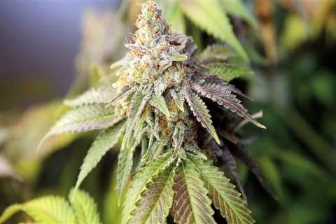 Navigating the Complex World of Cannabis Regulations in Southwest Washington