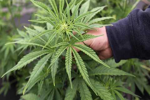 Navigating Cannabis Regulations in Southwest Washington