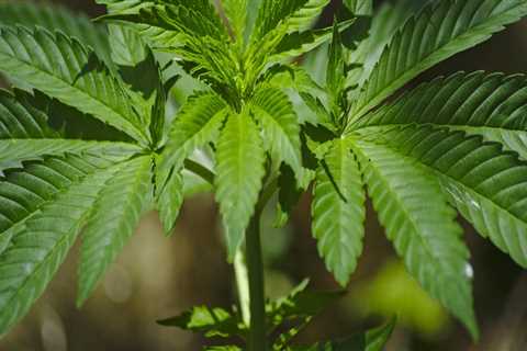 The Impact of Cannabis Legalization on Crime Rates in Southwest Washington: An Expert's Perspective