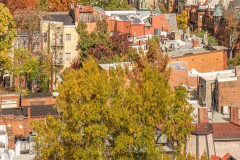 The Best Pet-Friendly Neighborhoods in Washington DC