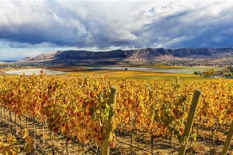 The Bountiful Harvest Season of Vineyards in Western Washington: An Expert's Perspective
