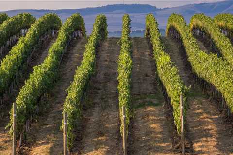 The Growing Wine Industry of Western Washington