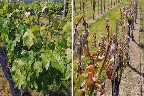 The Impact of Weather and Climate on Wine Production in Central Virginia: An Expert's Perspective