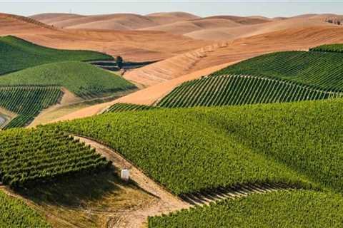 The Rise and Evolution of the Wine Industry in Southwest Washington
