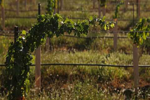 The Impact of Southwest Washington's Climate on the Wine Industry