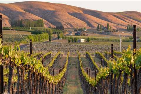 Exploring the Unique Characteristics of Southwest Washington's Wine Industry