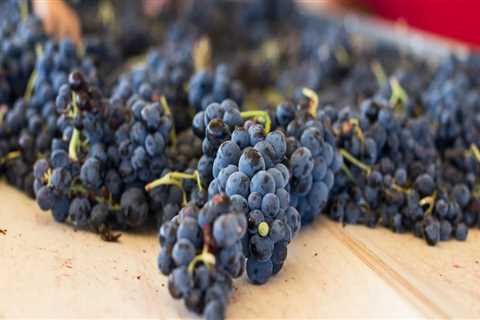 The Wine Industry in Southwest Washington: Exploring the Average Price Range