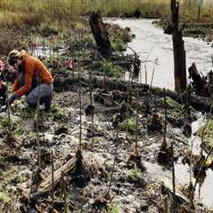 Preserving Washington County's Natural Beauty: A Look at Community Environmental Projects