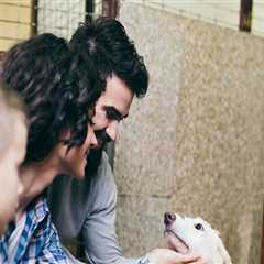 Making a Difference: Animal Welfare Charities in Northern Virginia