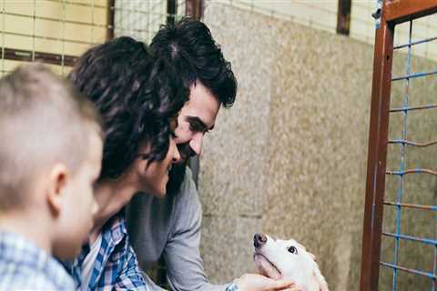 Making a Difference: Animal Welfare Charities in Northern Virginia