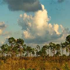 Preserving the Natural Beauty of Southwest Florida