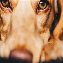 How to Report Concerns or Complaints About Pet Care Organizations in Western Washington