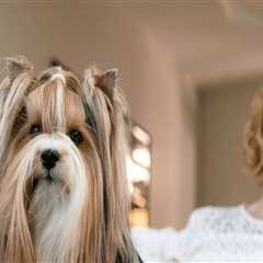 Exploring Grooming Services Offered by Pet Care Organizations in Western Washington