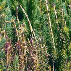 A Comprehensive Guide to Obtaining a Work Permit for Minors in Northwest Florida