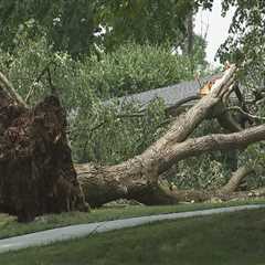 When Storms Strike Twice: Tree Damage and Its Hidden Toll on Local Animal Shelters