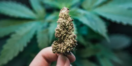 The Federal Redefinition of Hemp- Impacts, Uncertainty, and Next Steps for Businesses