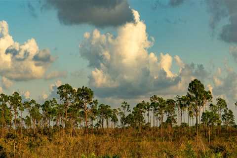Preserving the Unique Ecosystems of Southwest Florida