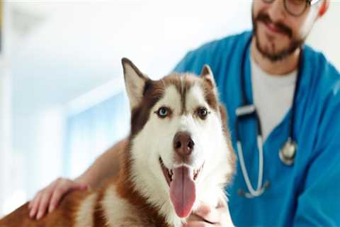 Understanding the Average Cost of Pet Care Services in Western Washington