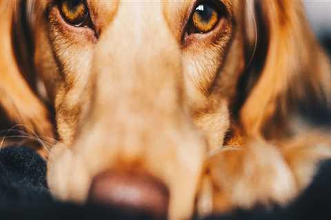 How to Report Concerns or Complaints About Pet Care Organizations in Western Washington