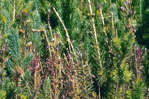 A Comprehensive Guide to Obtaining a Work Permit for Minors in Northwest Florida