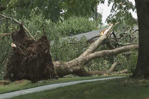 When Storms Strike Twice: Tree Damage and Its Hidden Toll on Local Animal Shelters