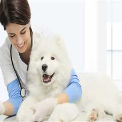 Finding Reputable Pet Care Organizations in Southern New Jersey: A Comprehensive Guide
