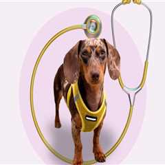 Understanding the Average Cost of Pet Care Organizations in Southern New Jersey