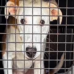 Exploring Pet Transportation Services Offered by Pet Care Organizations in Southern New Jersey