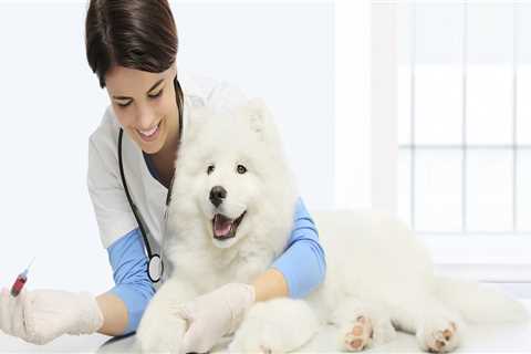 Finding Reputable Pet Care Organizations in Southern New Jersey: A Comprehensive Guide