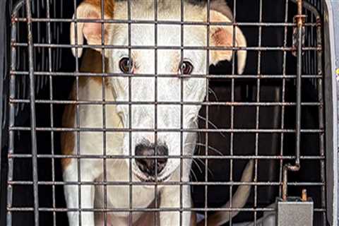 Exploring Pet Transportation Services Offered by Pet Care Organizations in Southern New Jersey