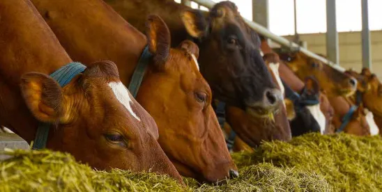 Mississippi Enacts Nation’s First Ban on Cell‑Cultured Dairy Products