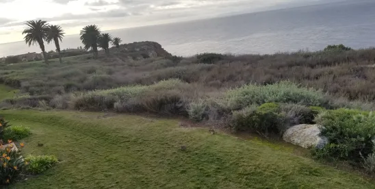 Mountain Lion Listed as Threatened Species in Central and Southern California under the California..