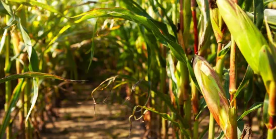 APHIS Extends Determination of Nonregulated Status to Another Pioneer Corn Variety Developed Using..