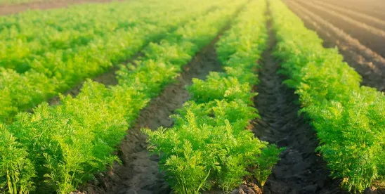 USDA Proposes Changes to AFIDA Rules and Enforcement - Are You In Compliance?