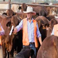 Building Lasting Relationships in Livestock Marketing