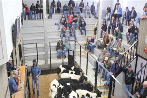 Understanding the Impact of Auctions on Livestock Marketing