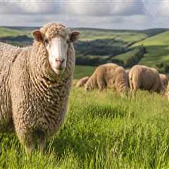 The Impact of Pasture Quality on Wool Production in Sheep