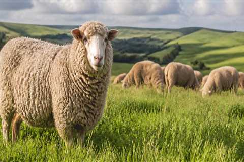 The Impact of Pasture Quality on Wool Production in Sheep